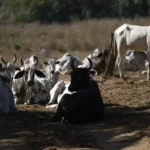 Os silêncios da história no programa Globo Rural